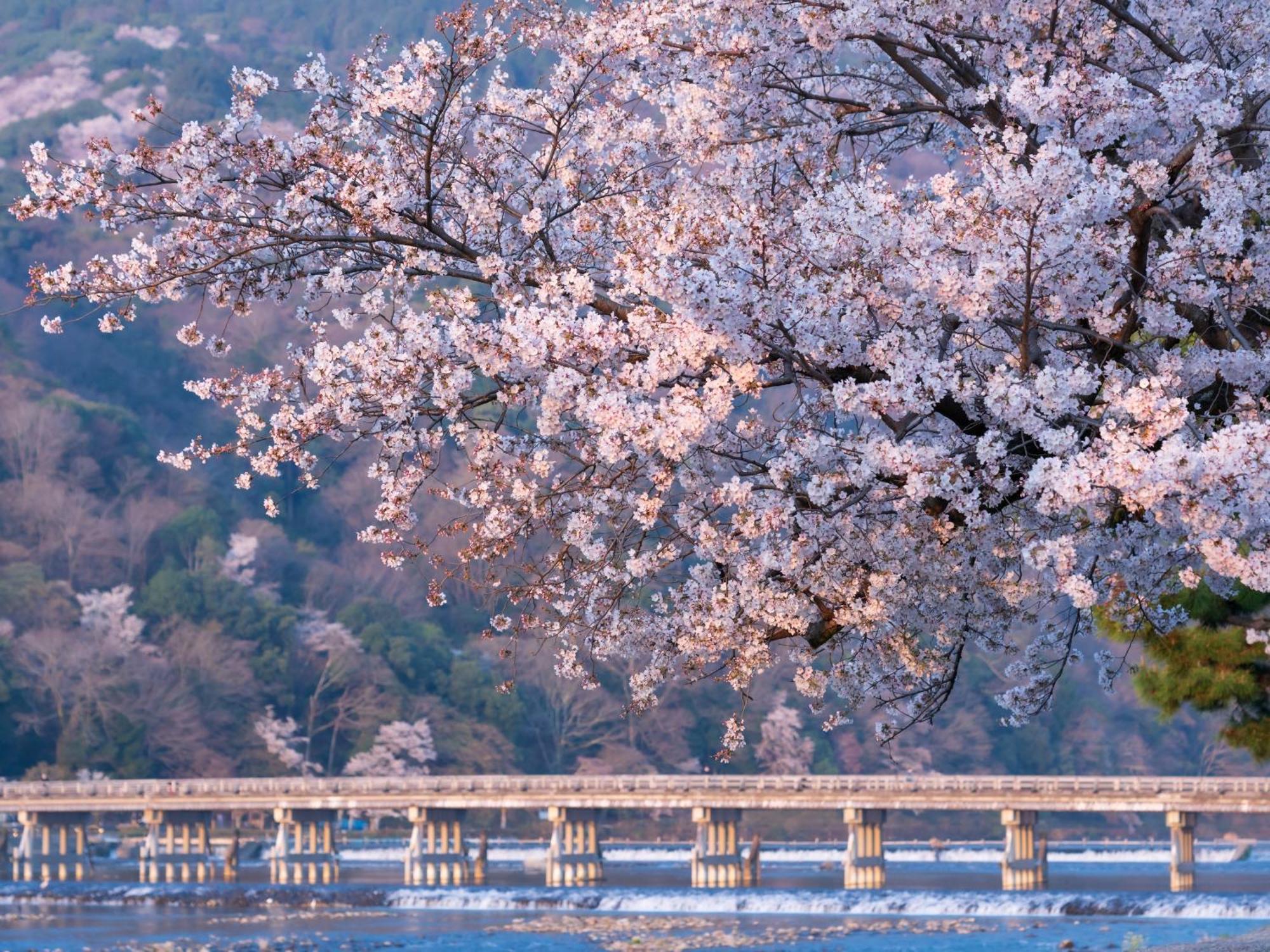 The Blossom Kyoto Ngoại thất bức ảnh